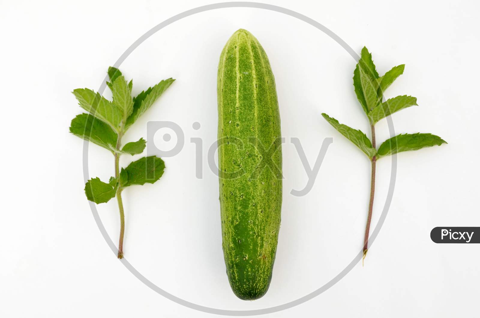 fresh ripe cucumber with green mint isolated on white background