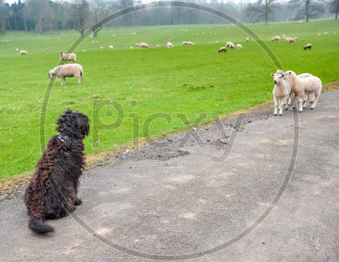 A Shaggy Black Labradoodle Sits And Watches A Group Of Lambs