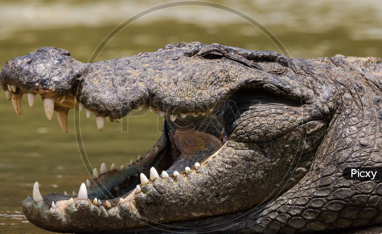 A Big Crocodile Close Up