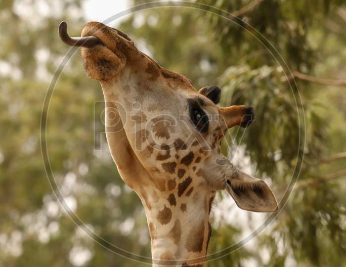 Close Up Of Giraffe Face