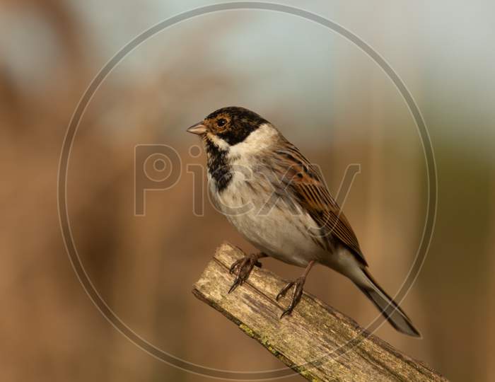 Male Reed Bunting (Emberiza Schoeniclus)  Perched On Branch Black-Capped Striped Brown Bird