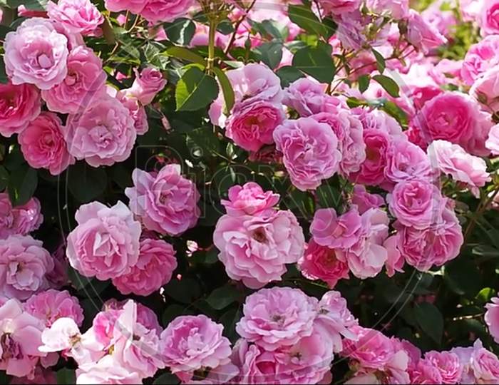 pink and white Roses