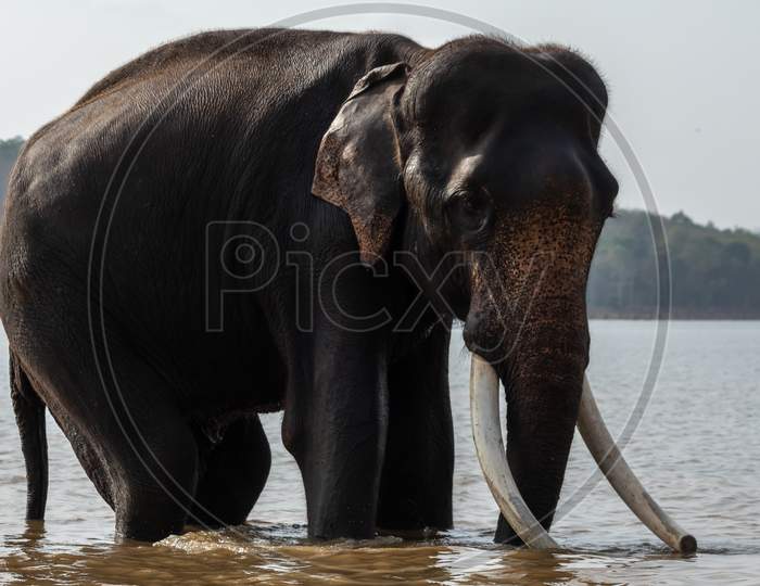 An Indian Elephant With Big Tusks