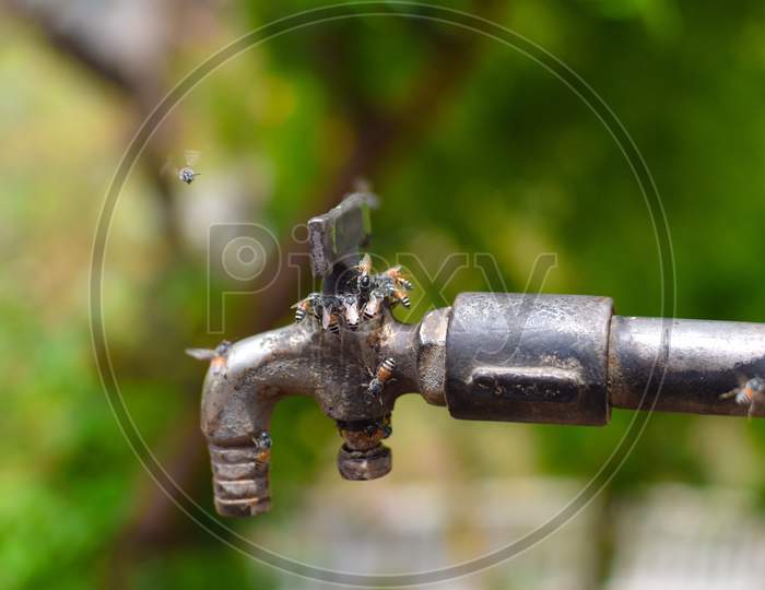 Small bee drinking water from tap