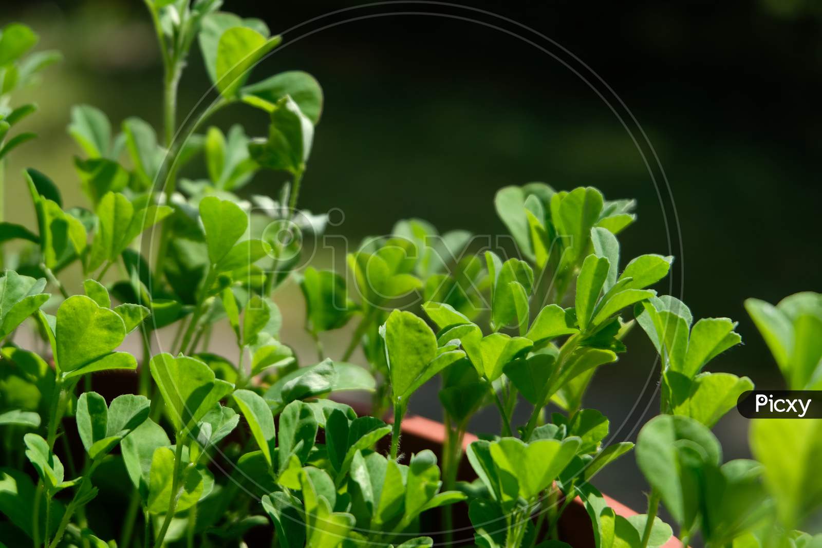 Close view of Fenugreek plants in the pot.