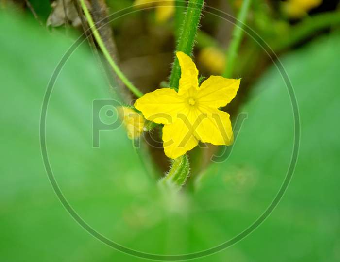 the yellow colour flower for cucumber vine with leaves.