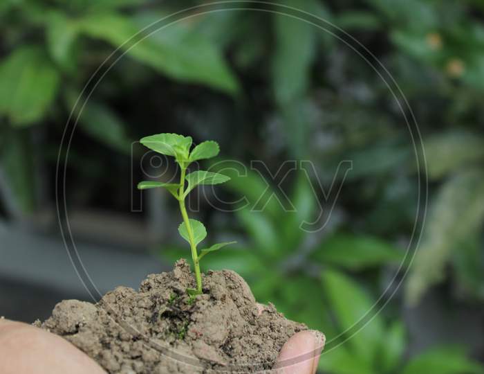 Close up tree pants in soil natural background