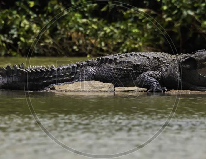 A Big Crocodile Resting