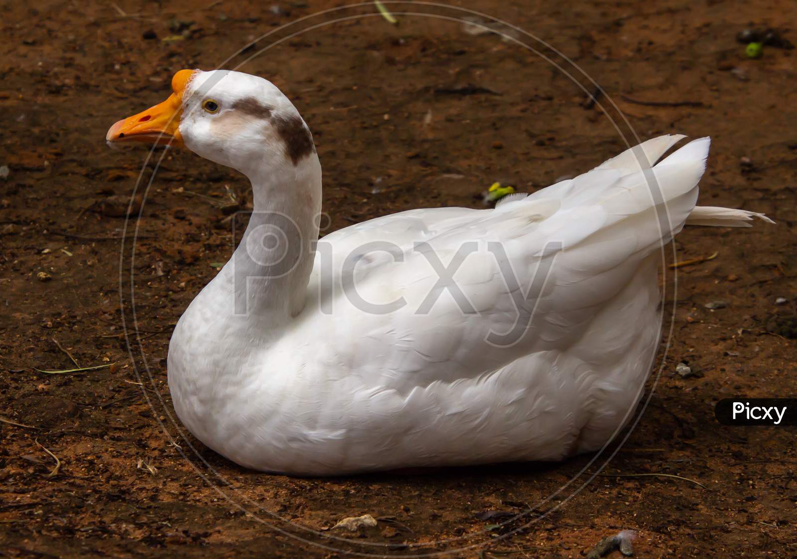 A White Indian Goose Sitting In A Park