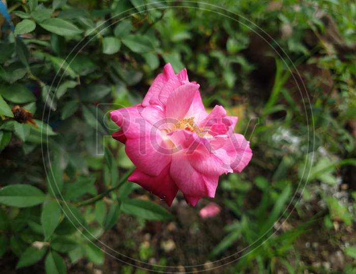 This is pink rose flower