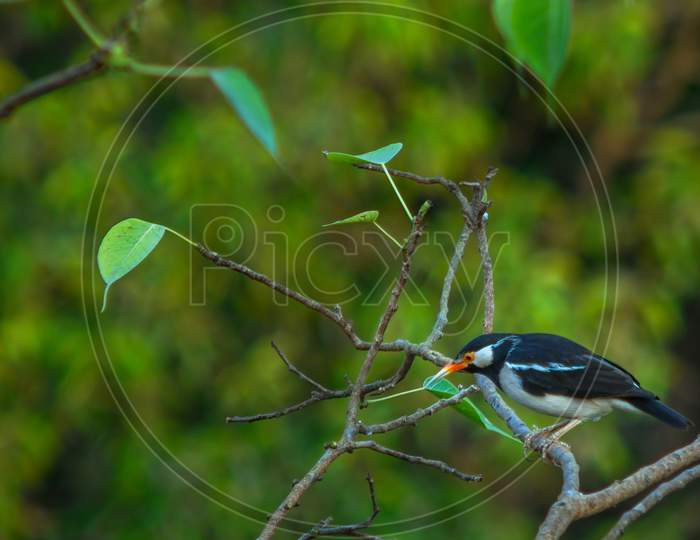 Asian Pied starling perched on a branch,