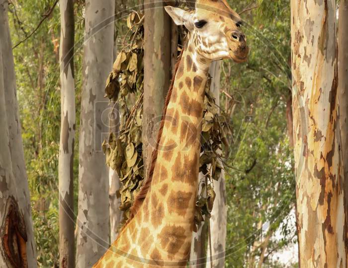 Close-Up Of A Giraffe In Front Of Some Green Trees.
