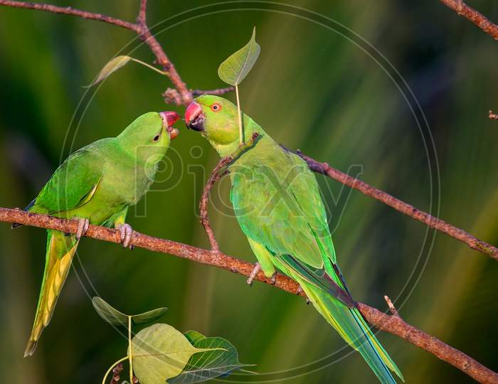 Indian Ringneck parrot perched on a branch