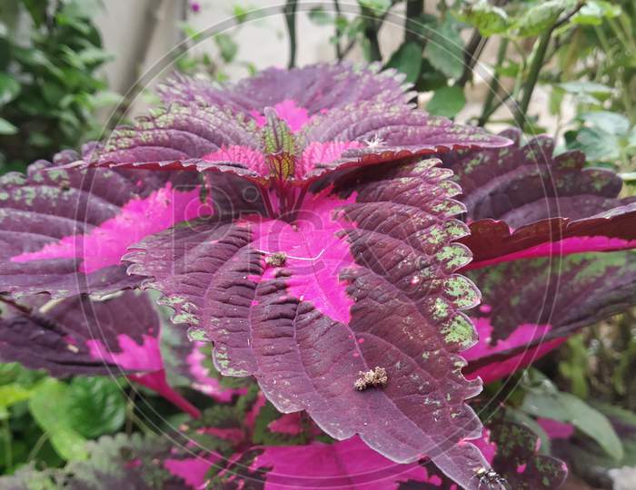 Colorful Leaves Of Showcase Plant In Monsoon