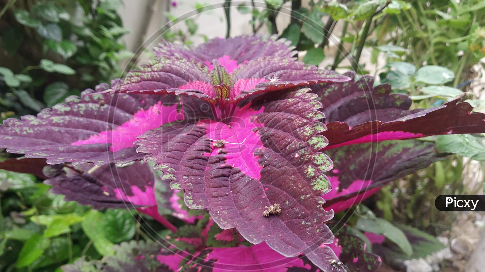 Colorful Leaves Of Showcase Plant In Monsoon