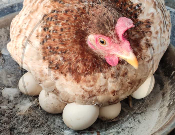 Hen laying egg.