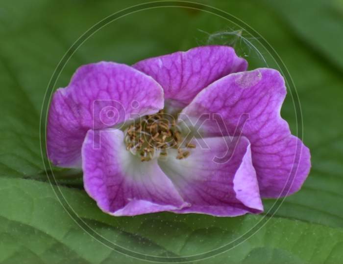 A Closeup Photograph Of A Pink Rose,