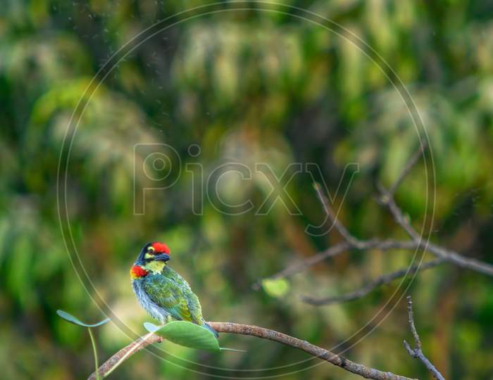 The Coppersmith Barbet or Crimson-breasted Barbet (Psilopogon haemacephalus perched on a branch near Bhandup Mumbai