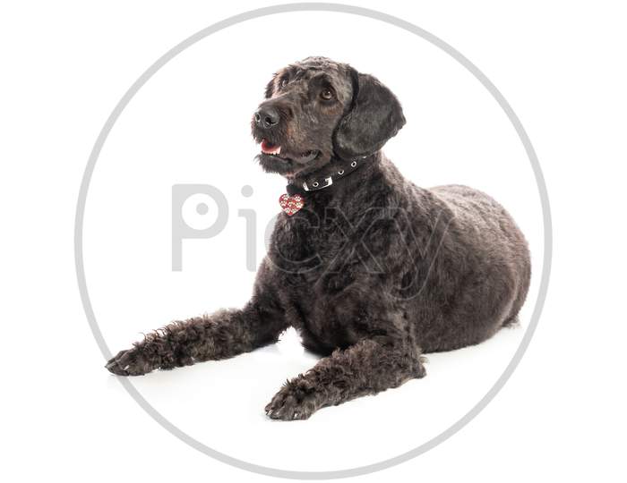 An Inquisitive Black Labradoodle Lay On A White Studio Background
