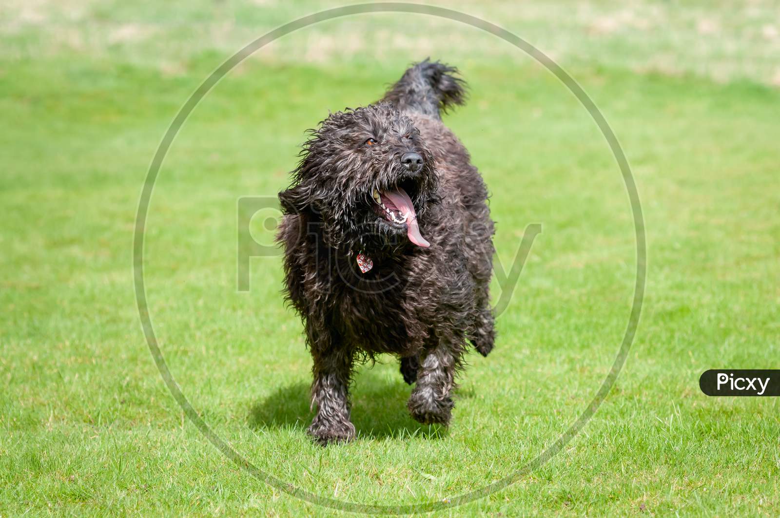 Furry Black Labradoodle Dog Running Towards Camera With Its Tongue Sticking Out