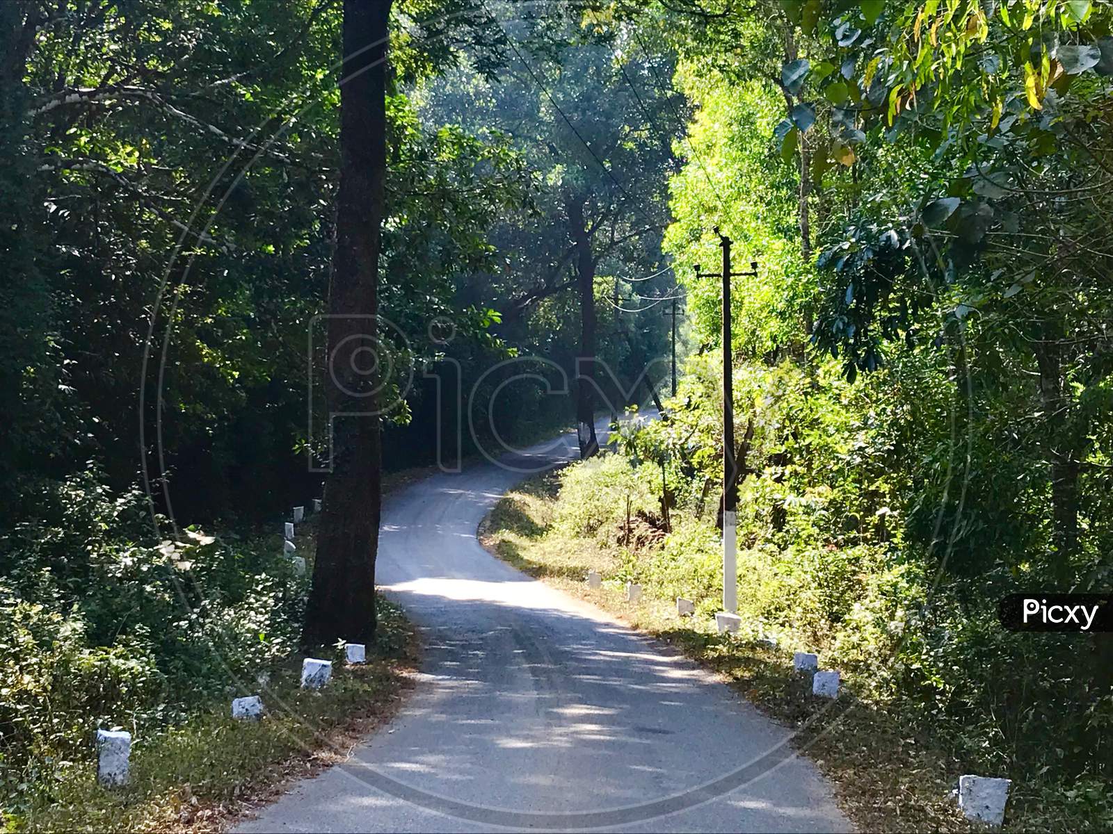 Road in the jungle