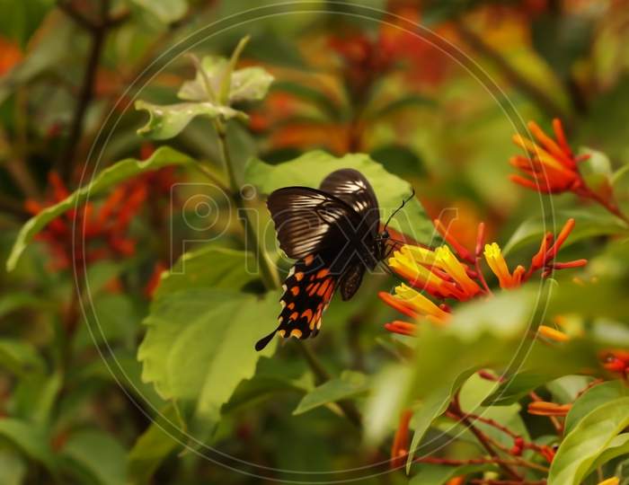 A Beautiful Butterfly Sucking Nectar