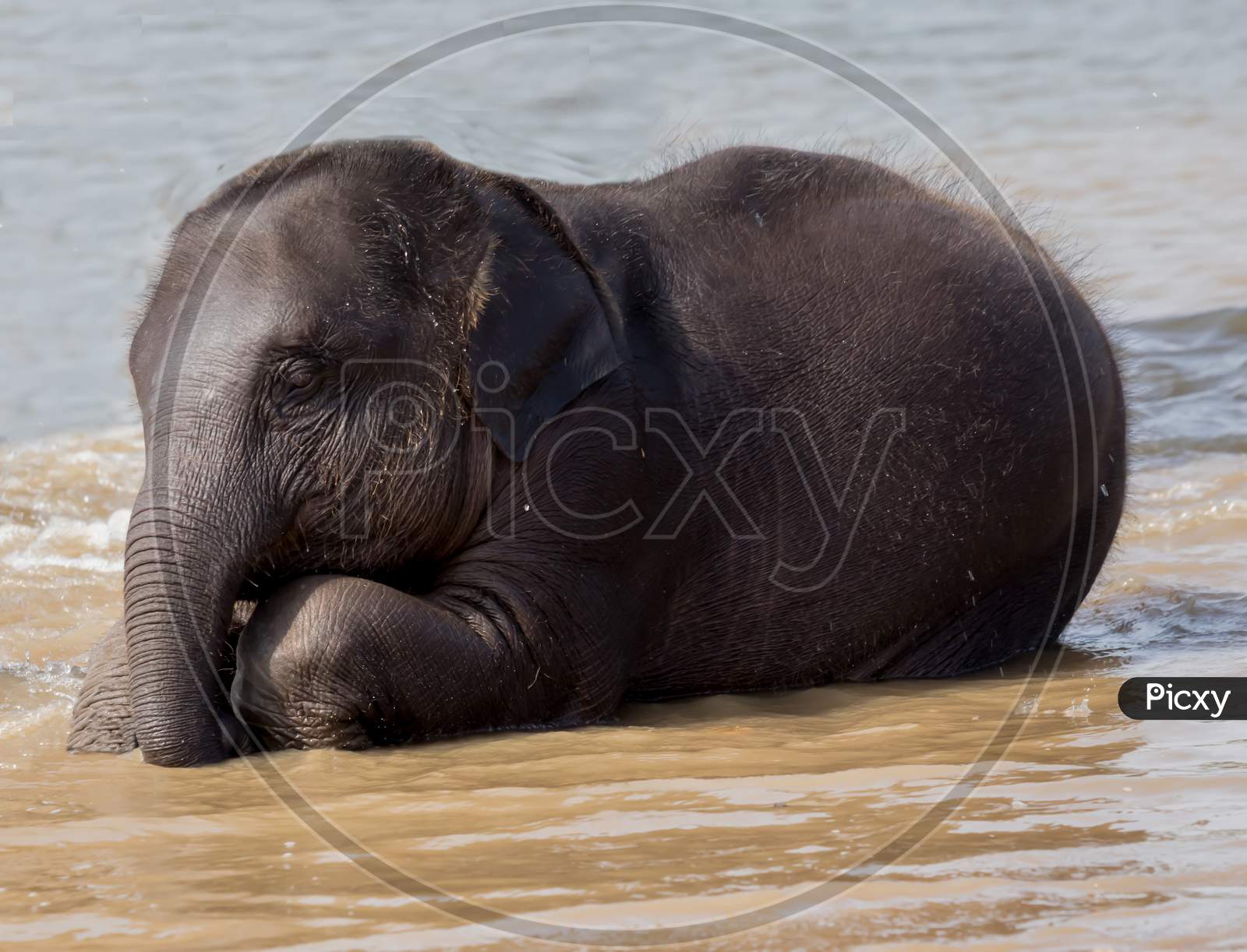 A Calf Sitting After Playing In Water