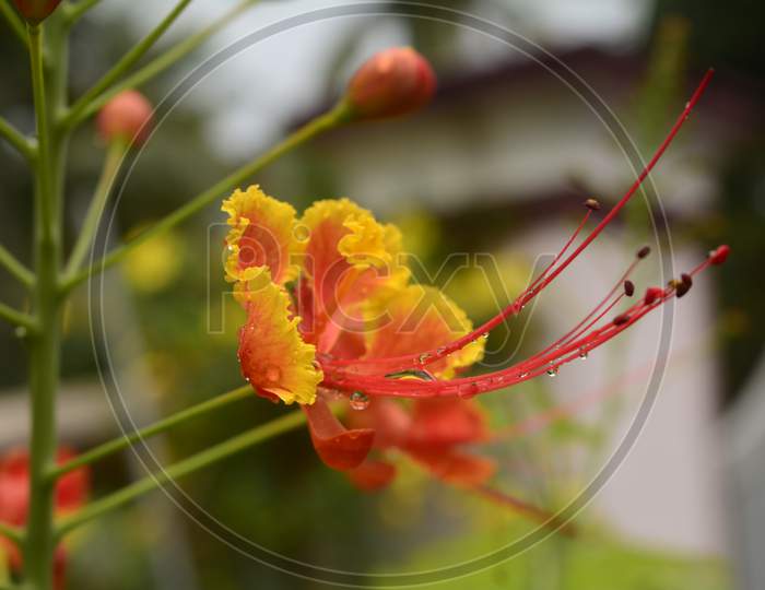 Yellow and red colour flower