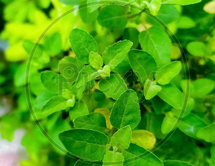 holy basil or Tulsi plant leafs, Ocimum tenuiflorum