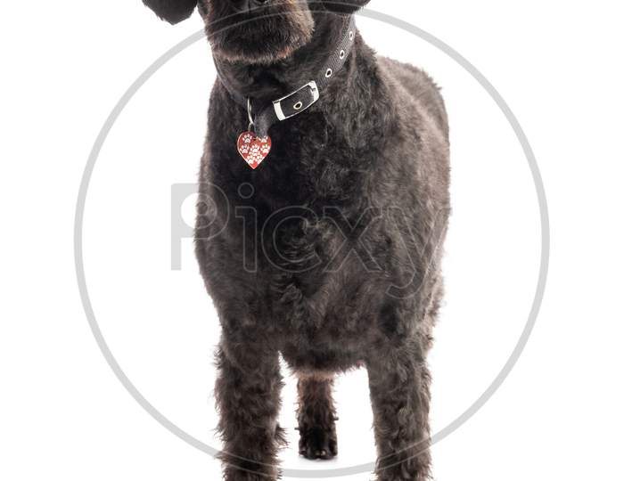 An Inquisitive Black Labradoodle Standing On A White Studio Background