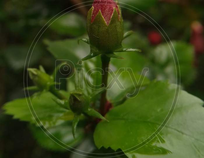 Bud of a china rose