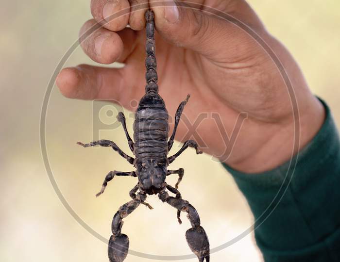 Villager holds venomous poisons scorpion