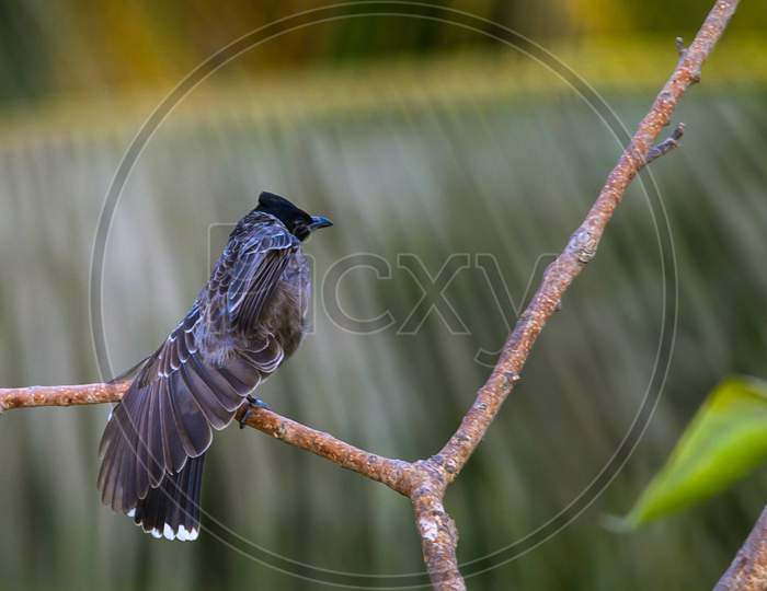 Red-vented bulbul [Pycnonotus cafer] India.