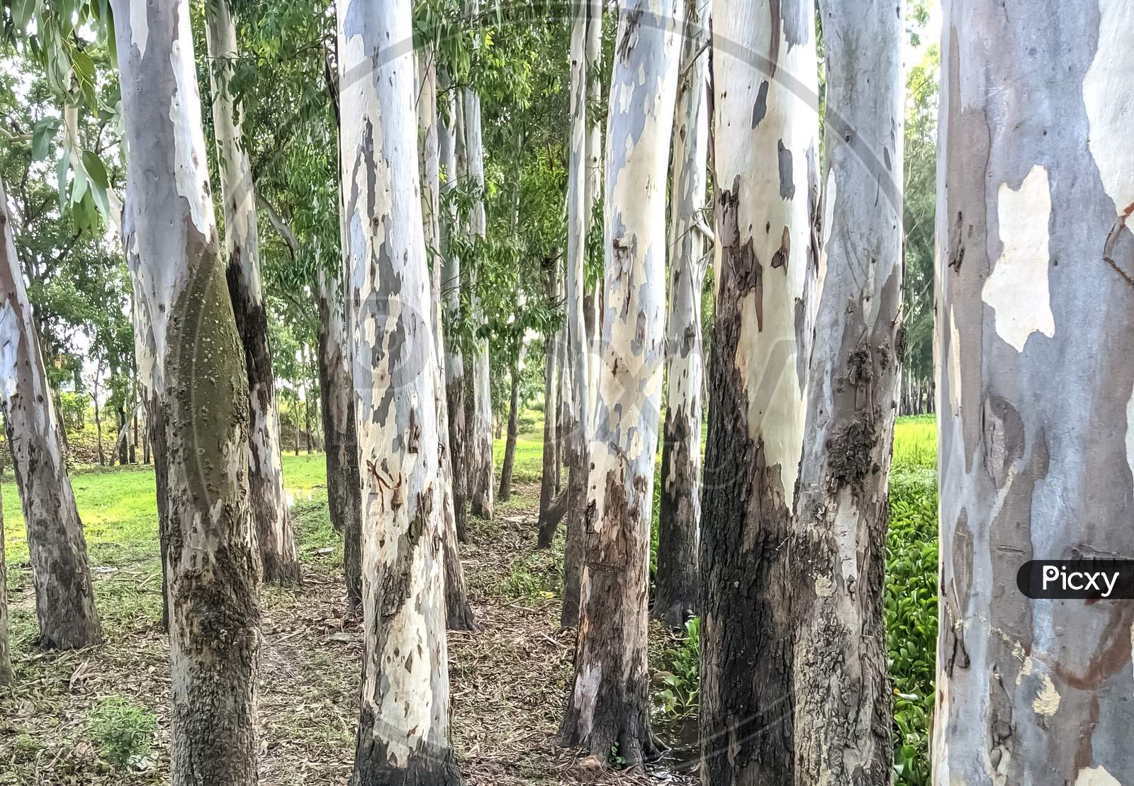 Lemon scented gum eucalyptus tree