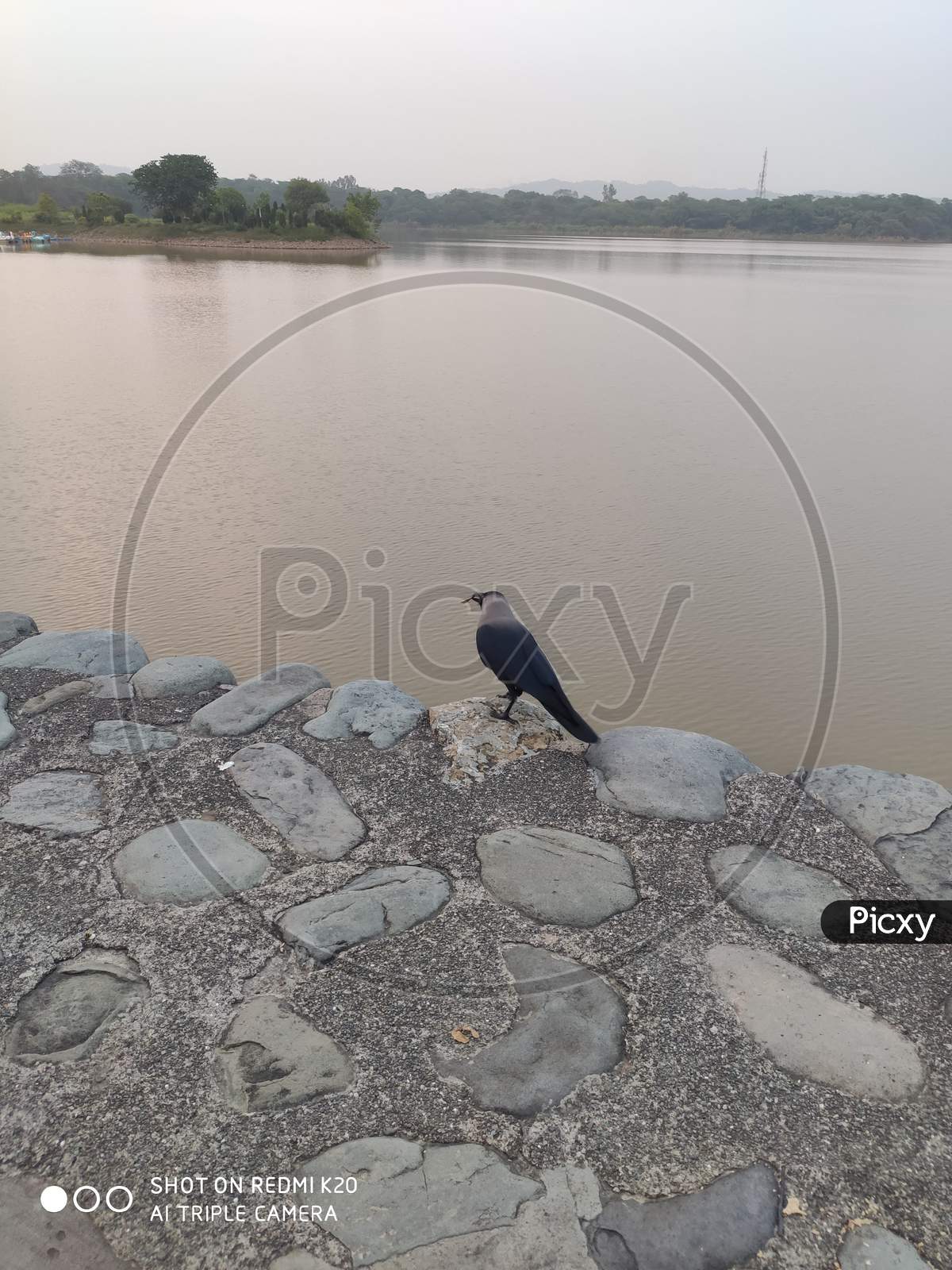 A crow sitting at the bank of lake Sukna, CHANDIGARH, India, in social distance from rest of the world.