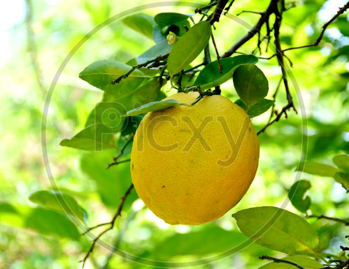 the yellow colour lime fruit with leaves and branch.