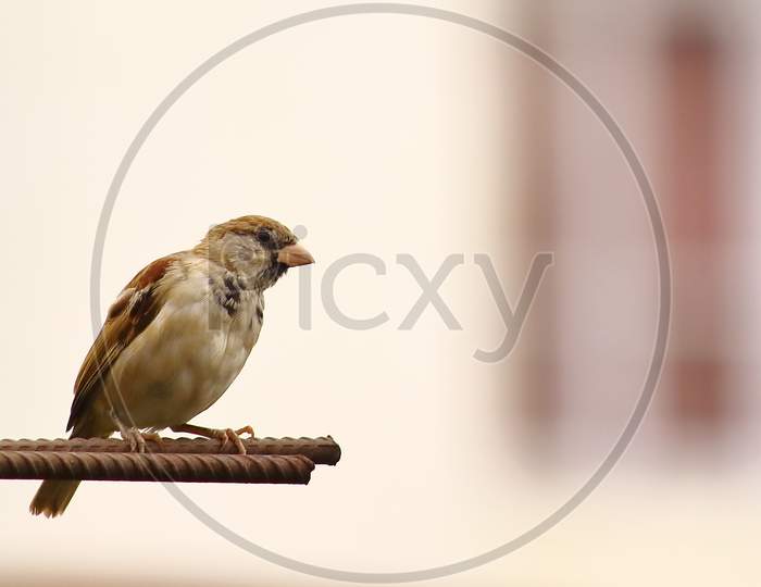 Sparrow bird resting in a rod.