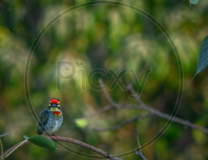 The Coppersmith Barbet or Crimson-breasted Barbet (Psilopogon haemacephalus perched on a branch near Bhandup, Mumbai.