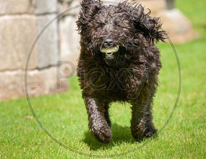 Black Labradoodle Dog Making Eye Contact While Running With A Ball In Its Mouth