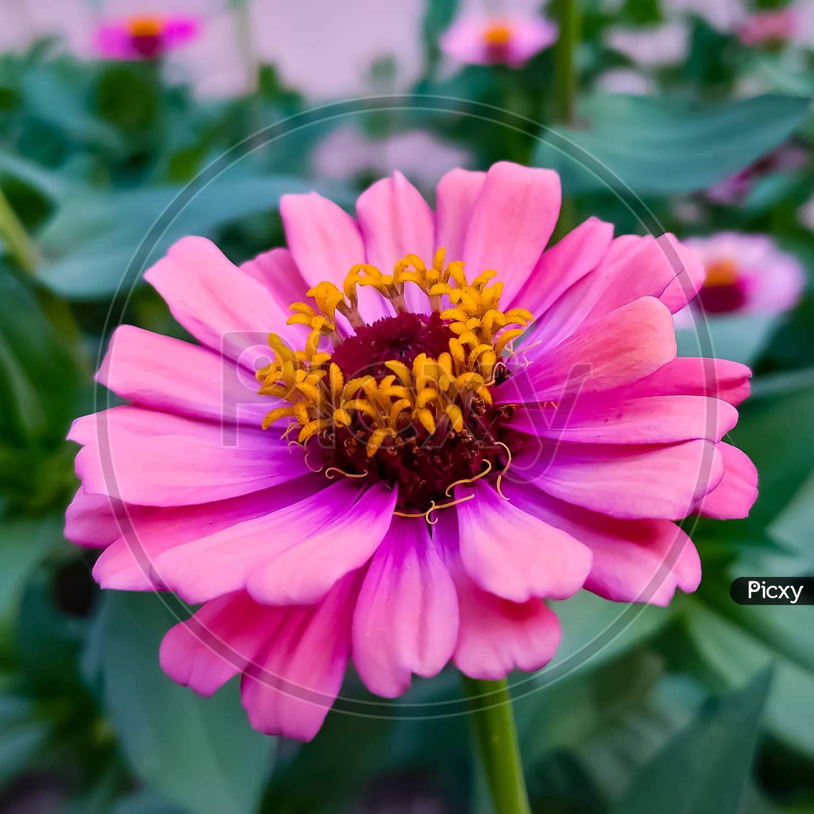 A beautiful pink daisy flower, Zinnia.