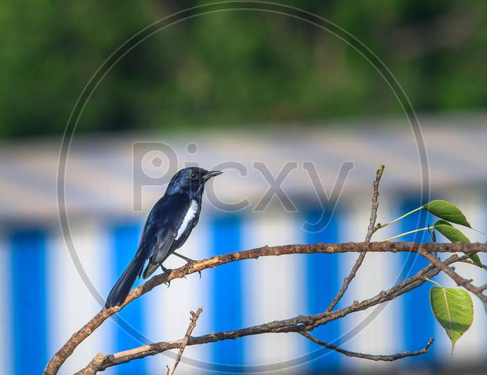 Oriental Magpie-Robin (Copsychus saularis) male bird perched on tree