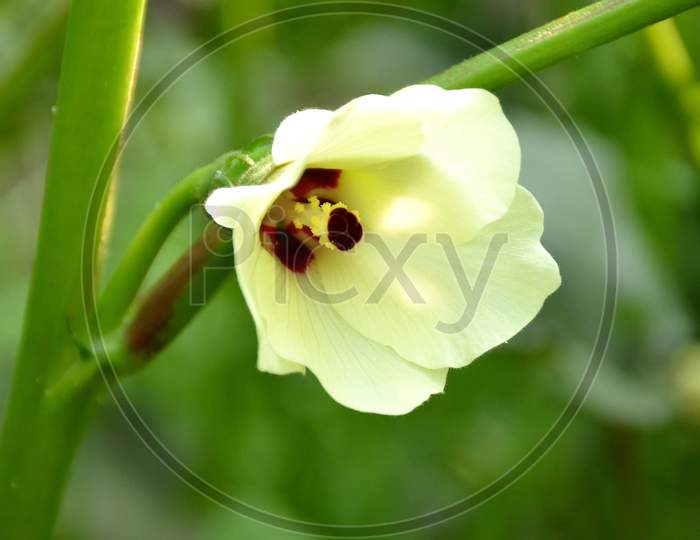 the white colour flower for ladyfinger with green plant