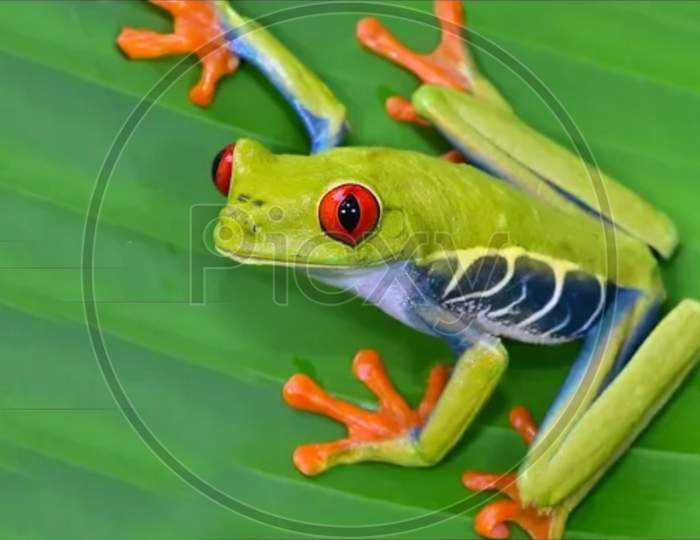 red eyed tree frog on leaf