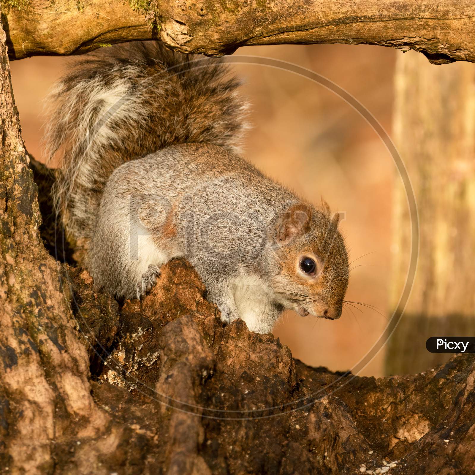 Squirrel Sitting On Tree Stump, Autumn Colors,