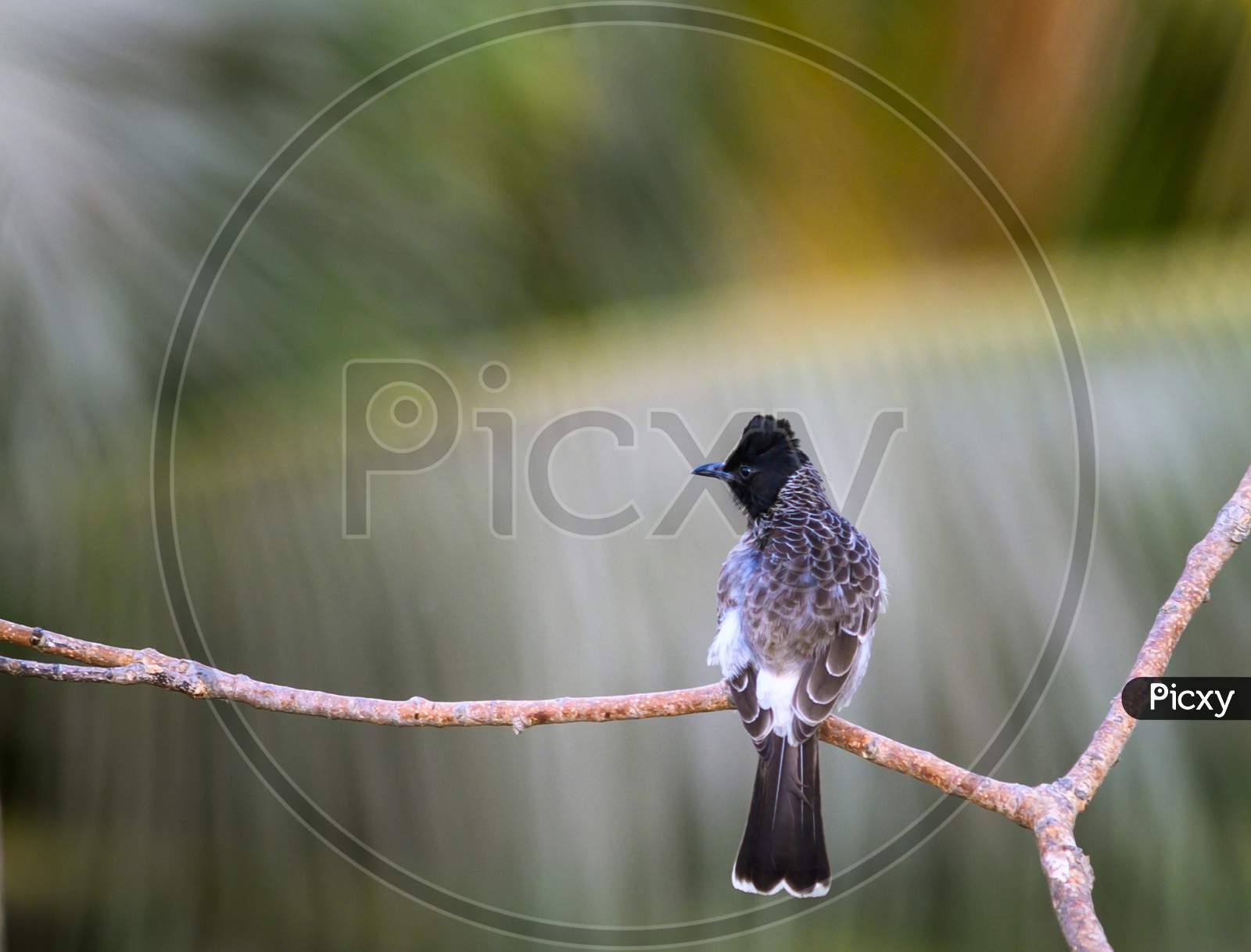 Red-vented bulbul [Pycnonotus cafer] India.