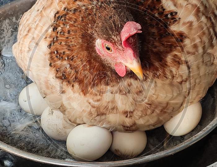 Hen laying egg.