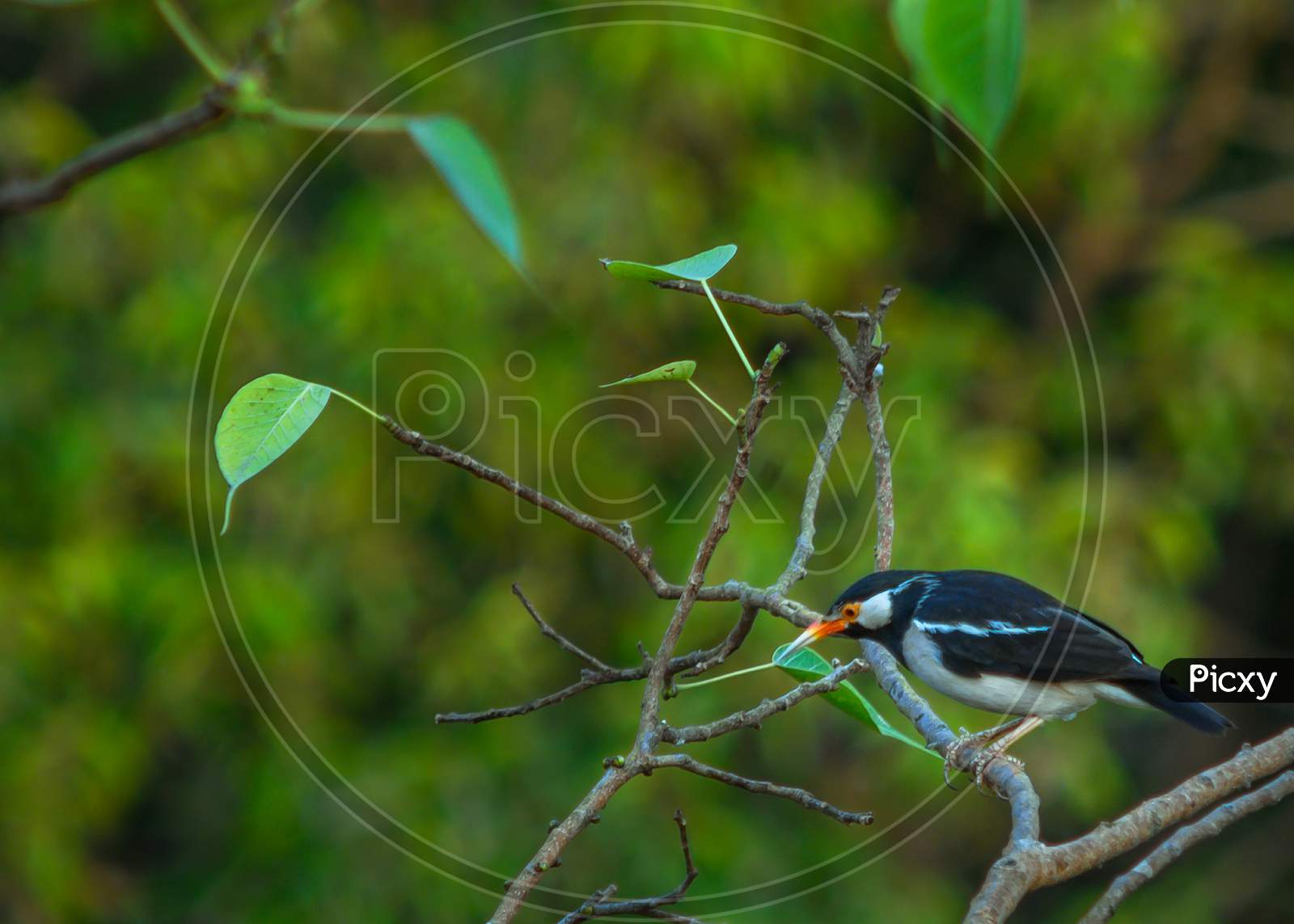 Asian Pied starling perched on a branch,