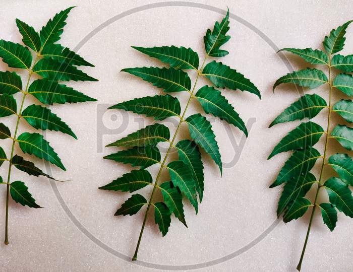 Three Green Neem Leaves Isolated On White Background. Daylight
