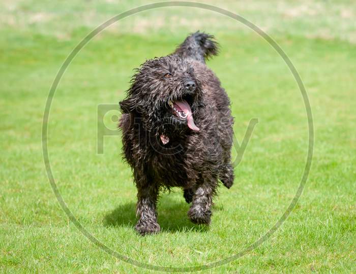 Furry Black Labradoodle Dog Running Towards Camera With Its Tongue Sticking Out