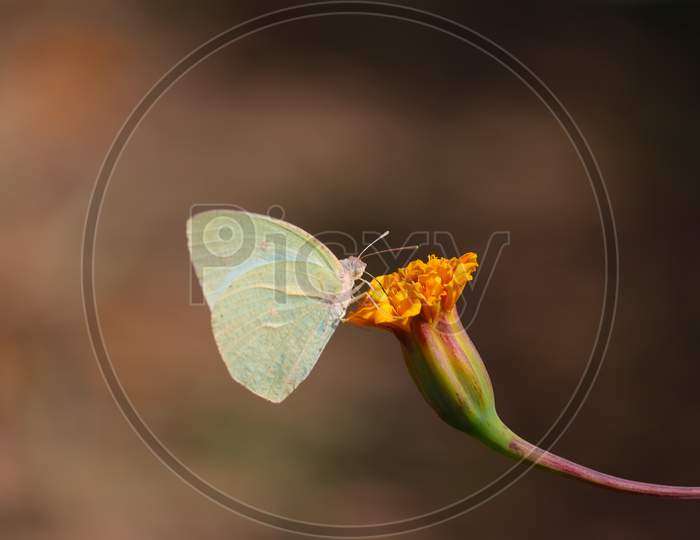 Large White Butterfly On Marigold